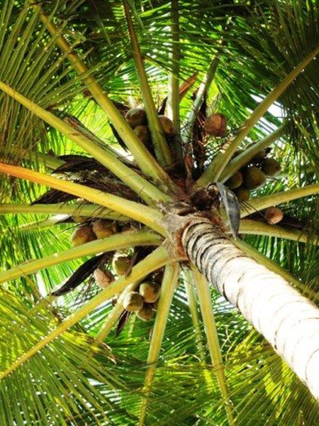palm